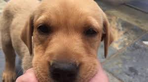 Ob hunde in not oder welpen, dieses kennenlernen ist enorm wichtig, damit halter und hund am ende zu einem eingeschworenen team werden. Choosing Our Fox Red Labrador Puppy Youtube