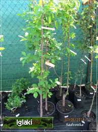 Image result for prunus domestica renkloda althana