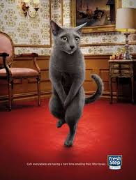 Fresh Step Cross Legged Cats I Cuddly Animals Cats Animals