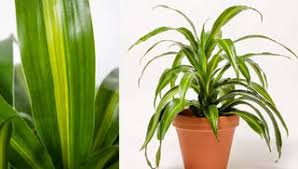 Image result for dracaena