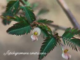 Image result for Aeschynomene americana