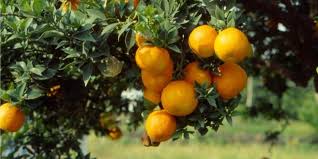 Check spelling or type a new query. Chinotto