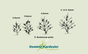 Peki meyve ağacı dikim zamanı ve aralığı nedir? Meyve Agaci Budama Resimli Anlatim Demirel Kardesler Fidancilik