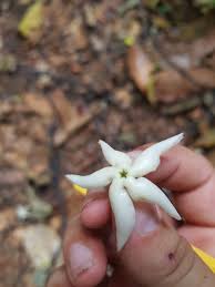 Image result for Tabernaemontana penduliflora