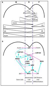 In plant cell division is restricted to. Plants Free Full Text Drawing A Line Grasses And Boundaries Html