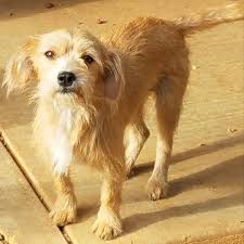 See full list on dogsbreedusa.online Pets Of The Week Features Marshallnewsmessenger Com