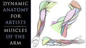 But they tend to be simpler on the exterior part of the leg than the interior. Dynamic Anatomy For Artists Drawing The Muscles Of Arm Promo Youtube