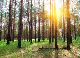 We are a sawmill located in alto, texas that specializes in cutting material for both the general public and industry. A Look At The Texas Lumber Industry Timbertown