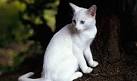 Oriental Short Hair Cat Breed Profile | Petfinder