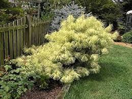 Image result for Hunteria densiflora