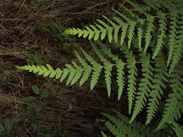 Image result for Histiopteris