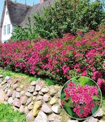 Schmal, in die länge gezogen oder verwinkelt: Sichtschutz Im Garten Naturlicher Sichtschutz Baldur Garten