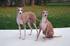The italian greyhound has been around for many centuries. Italian Greyhound Puppies Rescue Pictures Information Temperament Characteristics Animals Breeds
