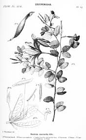Image result for Coleotrype laurentii