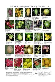 The yellow fruits with their pink pulp are common at almost any time of year. Hawaiian Citrus Fruits