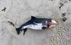 De bruinvis is de kleinste walvisachtige in europese wateren. Bruinvis Dood Phocoena Phocoena T