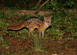 The malagasy or striped civet (fossa fossana), also known as the fanaloka (malagasy, fə̥ˈnaluk) or jabady, is an euplerid endemic to madagascar. Fossa Fossana Malagasy Civet 1099 C Greg And Yvonne Dean Worldwildlifeimages Com