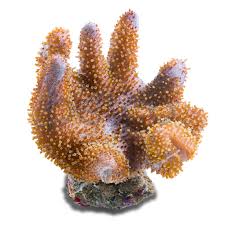 Nano Devil's Hand Coral For Sale | Petco