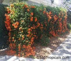 Image result for Pyrostegia