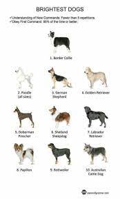 Includes purebreds and mixed breed dogs, with links going to dog information and pictures. Super Dogs Breeds Chart Pets 58 Ideas Dog Breeds Chart Dog Breeds List Service Dogs Breeds