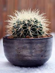 A cactus (plural cacti, cactuses, or less commonly, cactus) is a member of the plant family cactaceae, a family comprising about 127 genera with some 1750 known species of the order caryophyllales. 13 Types Of Cactus Plants You Can Grow At Home Bob Vila