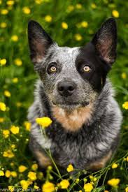 Australian Cattle Dog Australian Cattle Dog Blue Heeler Cattledogs Eye Queensland Heeler Blue Heeler Dogs Cattle Dogs Rule Cattle Dog