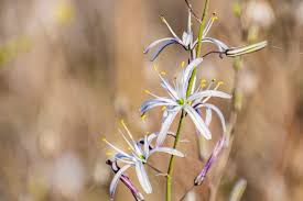 Image result for Cyphostemma chloroleucum