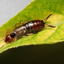 For outdoor use around residential sites. Snails Slugs Earwigs How To Control Them The Pollinator Victory Garden