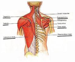 Other muscles in the back are associated with the movement of the neck and shoulders. Back Muscle Exercises Back Muscles Kundalini Yoga Upper Body Stretches