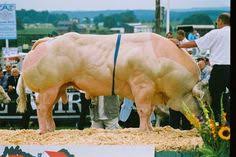 It was developed form crossing local cattle breeds with a shorthorn cattle breed from the united kingdom. 21 Belgium Blue Ideas Belgian Blue Belgian Blue Cattle Beef Cattle