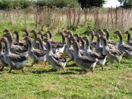 Engraisser du bétail pour la boucherie. Foie Gras Sans Gavage Ou Et Comment En Trouver