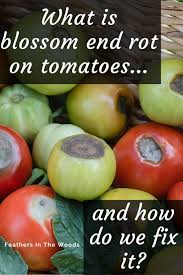Recent low nighttime temperatures most likely triggered the blossom end rot we are seeing now. Why Are My Tomatoes Rotting On The Vine Blossom End Rot Tomatoes Frugal Gardening Tomato Garden