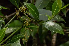 Image result for Secamone