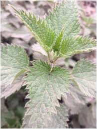 Image result for Urticaceae