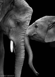 Beautiful Black And White Elephant Pictures A L Etat Sauvage Elephant Love Animals Beautiful Elephant