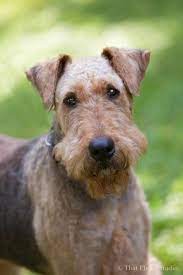 We are just outside of grand rapids, michigan. 25 Best Ideas About Welsh Terrier Airedale Dogs Pet Dogs Airedale Terrier