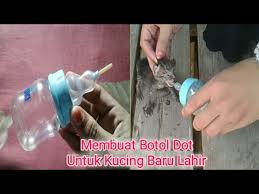 Walau ada kucing yang bisa menoleransi susu dan terlihat menikmatinya, tetapi susu sapi tidak direkomendasikan. Ide Kreatif Membut Botol Dot Kucing Baru Lahir Memberinya Minum Susu Youtube
