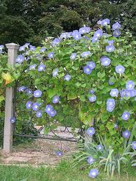 Periwinkle Morning Glory Morning Glory Flowers Climbing Flowers Patio Flowers