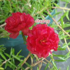 Oke deh! sahutku dengan girang. Moserose Carnation Red Stek Mossrose Portulaca Krokot Tumpuk Bunga Pukul 9 10 Merah Shopee Indonesia