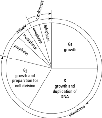 Cell Division