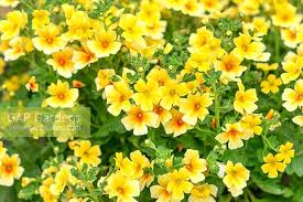 Image result for Jamesbrittenia huillana