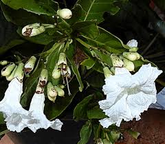 Image result for Cordia goetzei