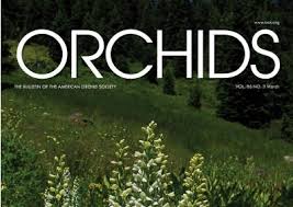 Image result for Rhipidoglossum kamerunense