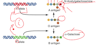 For the following illustration, determine where you could label the following terms: Mcdb1a Non Mendelian Genetics Flashcards Quizlet
