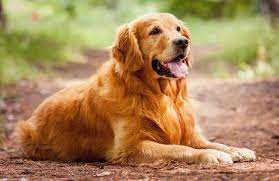 Maybe you would like to learn more about one of these? Original Breed Golden Retriever Puppy Price In Kolkata