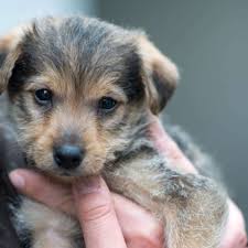 Würde gerne einen hund ein neues zuhause schenken. Wie Finde Ich Einen Mischlingswelpen Tiere