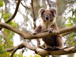 Aussie Kola Bear In Tree Koala Bear Australian Animals Koala