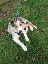 B L U E M E R L E C O L L I E P U P P I E S Zonealarm Results