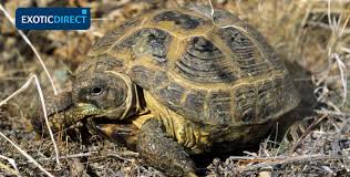 Which Tortoise Should You Get Exoticdirect