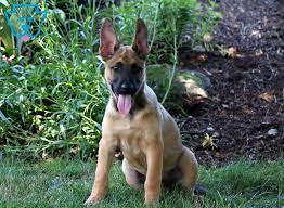 Check spelling or type a new query. Ranger Belgian Malinois Mix German Malinois German Shepherd Mix Puppy For Sale Keystone Puppies